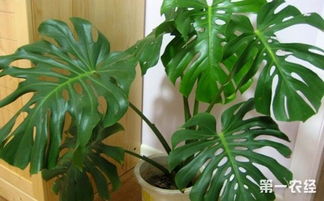 10种适合养在室内的盆栽植物介绍 净化空气全靠它们