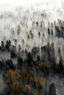 关于风景雾的诗句