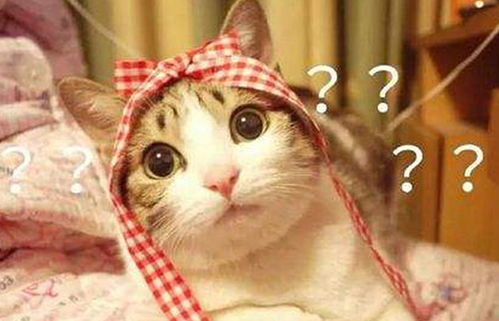 怎样判断猫咪发烧 喵药君告诉你猫咪发烧的症状和诊断方法