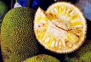 164212a853616513? - 菠萝蜜是什么,菠萝蜜：热带美味，营养丰富的水果之王