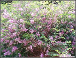 香花槐与紫花槐的区别- 花卉中的双璧，你分得清吗？