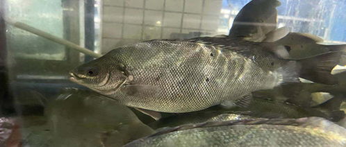 源于澳洲的翡翠斑鱼,被成功 本土化 后,竟成为 四零鱼 标准的代表鱼类