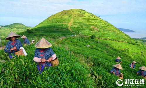 浙江玉环 700亩海岛火山茶进入采摘黄金季 