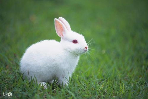 十兔九苦最命苦的兔几月出生,十兔九苦最命苦的兔