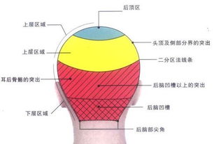 发型顾问