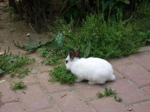 小兔子的窝里应该铺什么 需要把水一直放在窝里面吗 可以吃什么呢 一次吃多少 