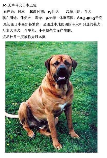 世界十大名犬,第一是咱中国的 中国人顶起来啊 生活杂谈 