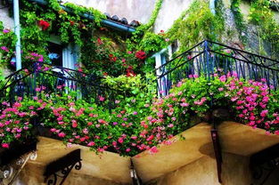 好养易活的花 阳台,好养活的花卉植物阳台