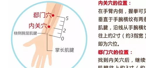 内关穴 增强心脏无氧代谢,协调心跳,调整心律