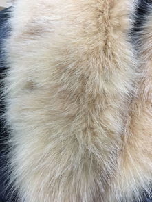 我买了一件绵羊皮狐狸毛领的羽绒服,收到衣服感觉毛毛像狗毛毛领,手感有点硬,光泽度也不是很好,求专家