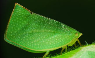 绿色漂亮的蛾子
