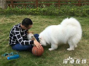 深圳养犬服务平台推出电子养犬证 附办理流程 