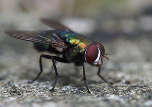 令人讨厌的苍蝇是怎么形成的 一般可以活多久