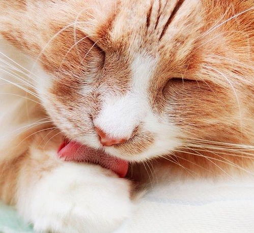 猫老呕吐是生病吗 常见的7种原因