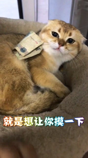 猫猫币多少钱,现在的价格 猫猫币多少钱,现在的价格 应用