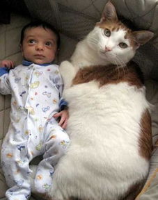 网友家的猫咪生了一个宝宝,没想到家里的二哈竟然做出这样的事情