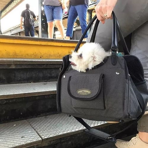 纽约地铁 严禁带狗,除非包里塞得下 铲屎官 你看这样行吗