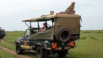 猎豹跳进车里与游客面对面一幕 