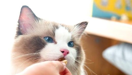 猫吃什么能长胖又发腮