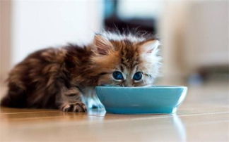 幼猫便秘吃什么能治好,幼猫便秘怎么处理