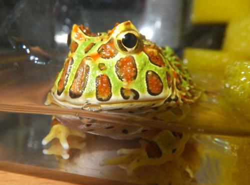 钟角蛙与绿角蛙如何区别 