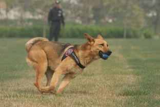 犬的嗅觉距离是多少 