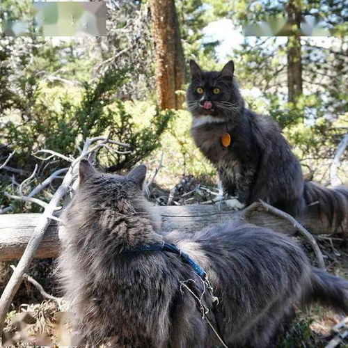 可以带猫去爬山吗 这只猫跟着主人游山玩水成为 网红