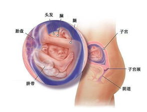 怀孕第1周到40周胎儿发育全过程,母亲真的好伟大