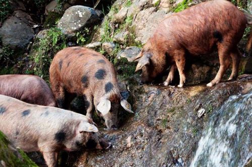 家里养猪产出的粪便,晒干后可以当做化肥使用吗 
