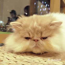 CATIER猫公馆 猫咪咖啡 大学路店 的猫猫好不好吃 用户评价口味怎么样 上海美食猫猫实拍图片 大众点评 