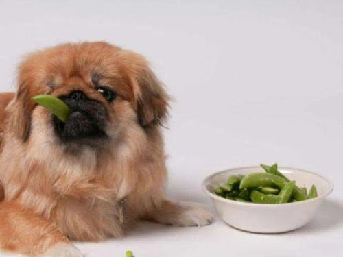 狗狗不能吃的6种蔬菜,严重可以导致死亡,都是餐桌上常见的