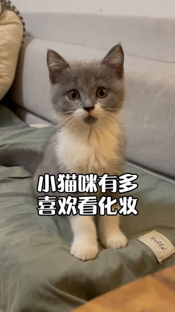 怎么会有这么喜欢看化妆的小猫咪 