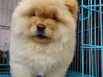 图 深圳哪里有卖松狮犬,带血统的松狮犬价格,紫舌头松狮犬图片 深圳宠物狗 