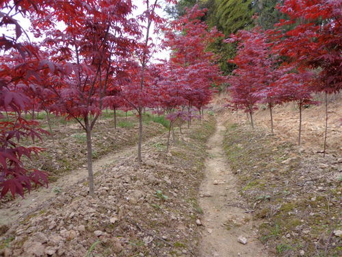 三季红红枫价格,三季红红枫：美丽的秋色之选，性价比高的园林瑰宝