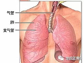 慢性支气管炎有哪些常见的症状和体征？