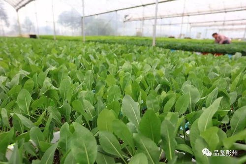 在彭州,发现了一种 非有机 蔬菜种植新模式...... 