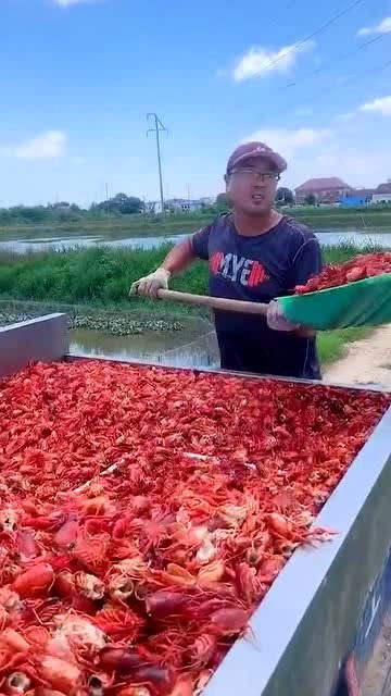 工厂回收的龙虾头,用它来喂食甲鱼,涨见识了 