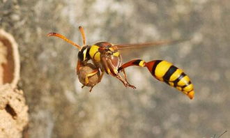 野生大土蜂,野生大土蜂:生态特征和保护措施