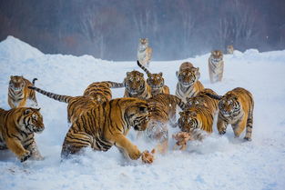 为什么老虎不像狮子一样是群居动物 如果是,自然界将会怎样 