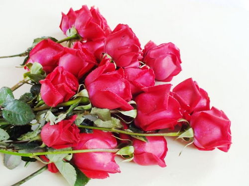 11朵玫瑰花花语是什么,11朵玫瑰花花语：无尽的爱与承诺，献给的你