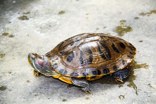巴西龟可以放生吗,在小河边捡一只巴西龟寓意好吗要放生吗