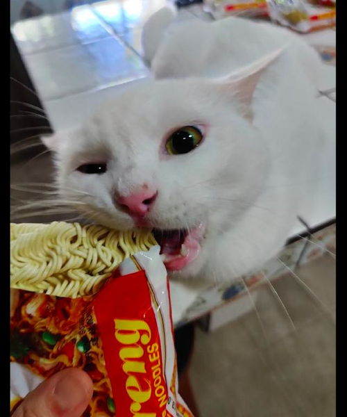 猫咪特别喜欢吃方便面,连调料包都不放过,猫 我不挑食的