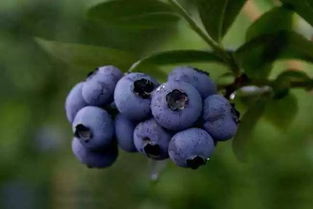 福利 宁乡这个蓝莓园6月1日正式开园,小朋友还能免费吃