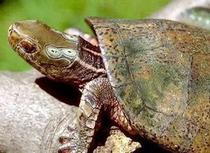 四眼斑水龟成龟的形态特征是什么？