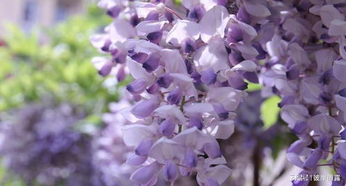 紫藤花的花语是什么,紫藤花的花语