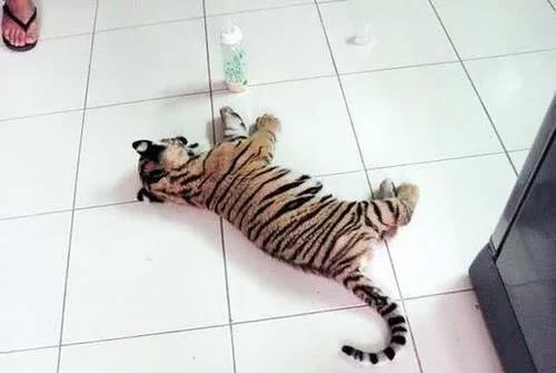 飞机场出现一只小老虎,饿的直趴地上,工作人员一看马上喂奶