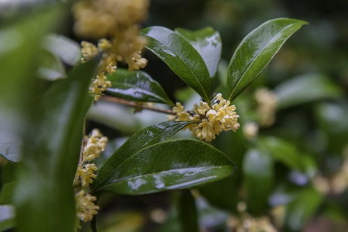 桂花飘香，烟云缭绕，探索桂花烟的独特魅力与文化韵味 - 4 - 680860香烟网