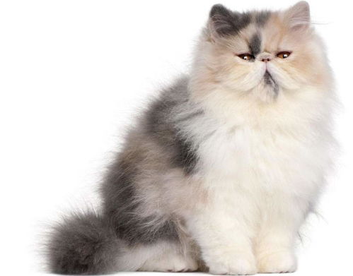 猫患白内障的原因及治疗方法 波斯猫哪里买 波斯猫 宠物课堂