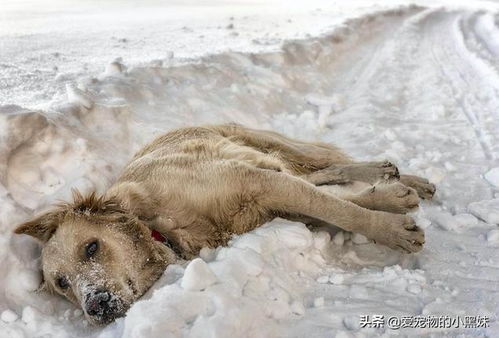 网友在路边发现冻僵的狗狗,翻开它的身子一看,流下了感动的泪水