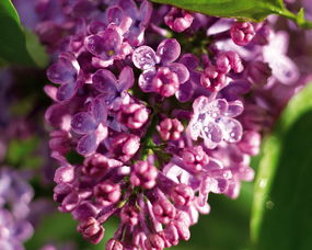 多丁花语是什么,多丁花语是指一种花卉——丁香花的花语